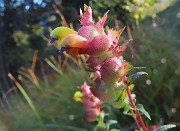 MONTE GIOCO (1366 m) da Spettino Alto di S. Pellegrino Terme il 19 settembre 2025 - FOTOGALLERY